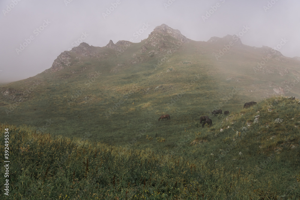 Horses on the mountainside. View from a distance