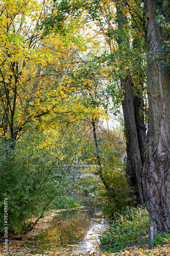 Bosques en otoño de un parque.