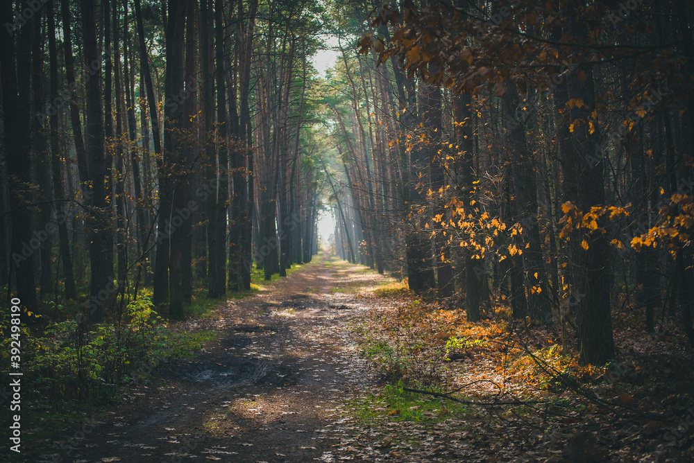 Obraz premium jesień w lesie