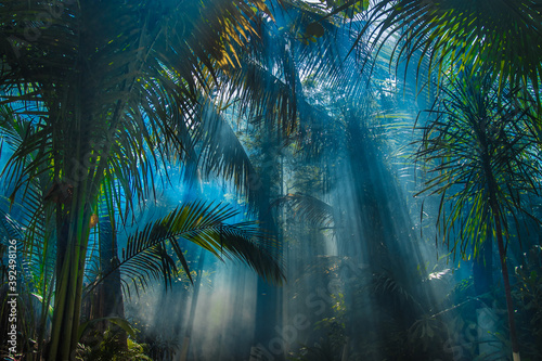 Fototapeta Naklejka Na Ścianę i Meble -  morning light in jungle garden