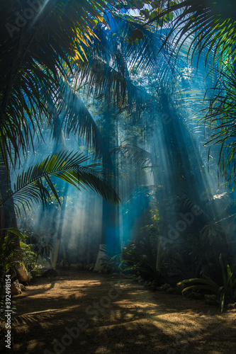 Fototapeta Naklejka Na Ścianę i Meble -  beautiful morning in tropical forest