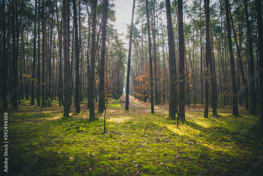Fototapeta premium jesień w lesie