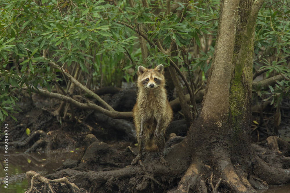 Fototapeta premium cute racoon in the swamp