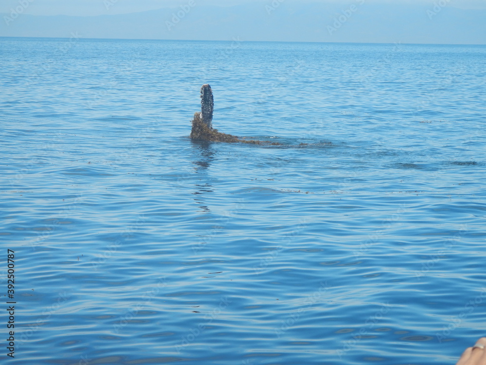 Fototapeta premium whale in the water