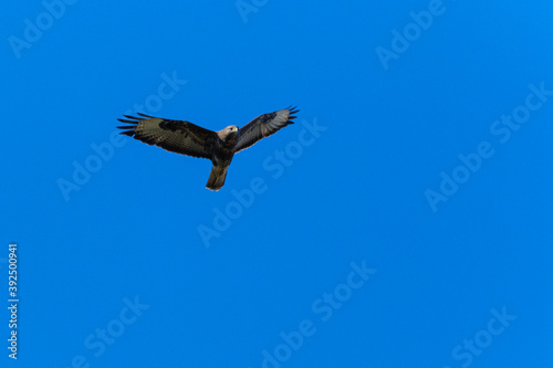 Common buzzard in flight on blue sky