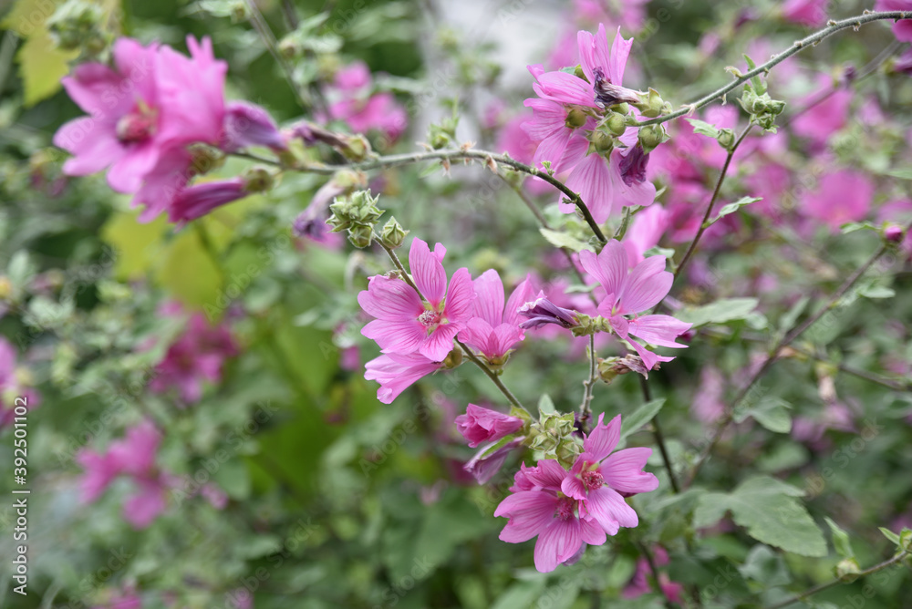 custom made wallpaper toronto digitalMalva sylvestris en été au jardin