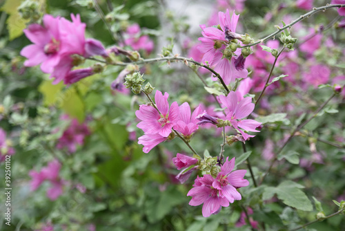 Wallpaper Mural Malva sylvestris en été au jardin Torontodigital.ca