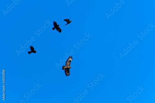 Common buzzard and raven birds flying in the blue sky