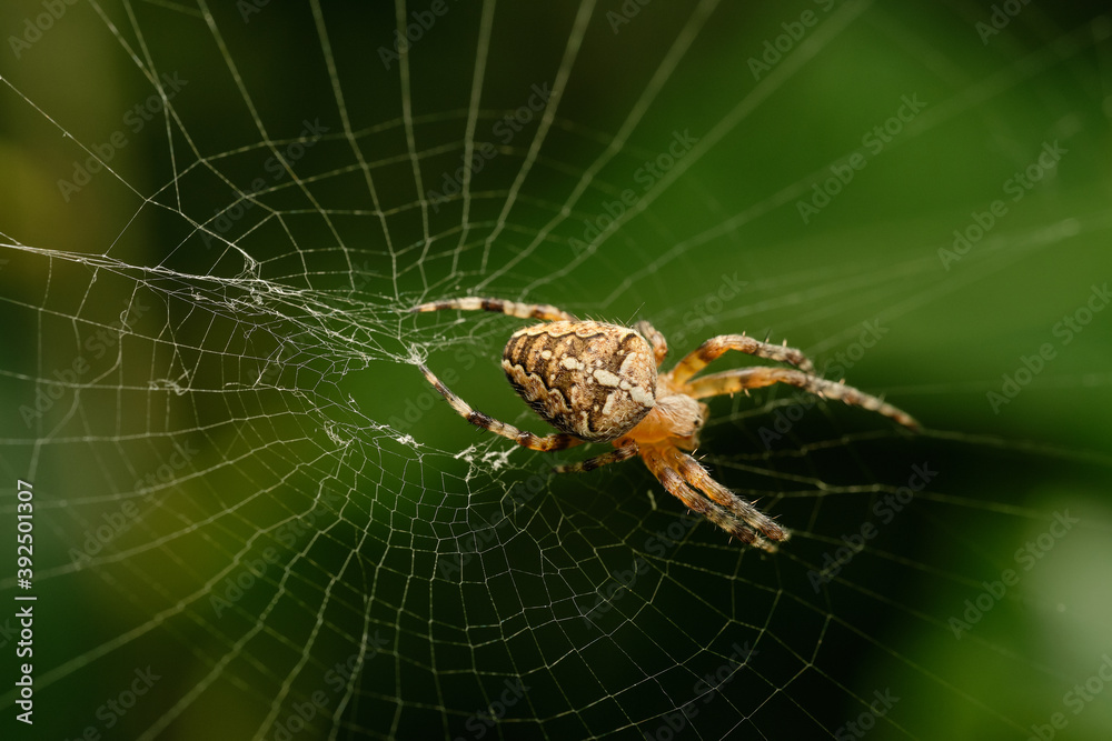 The European garden spider (Araneus diadematus) also called cross spider. Czech Republic, Europe The European garden spider (Araneus diadematus) also called cross spider. Czech Republic, Europe