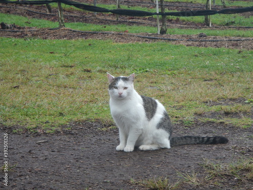 white cat on the grass
