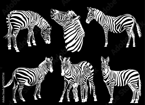 Vector set of zebras isolated on black background  illustration for printing