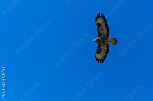Common buzzard in flight on blue sky