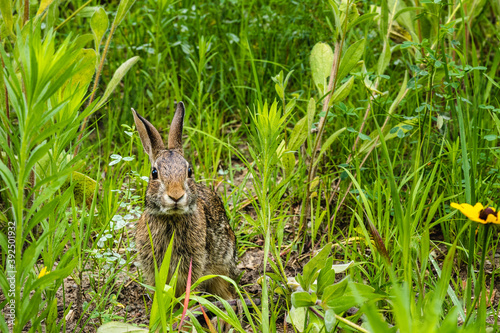 rabbit sitting at attention in the grass photo