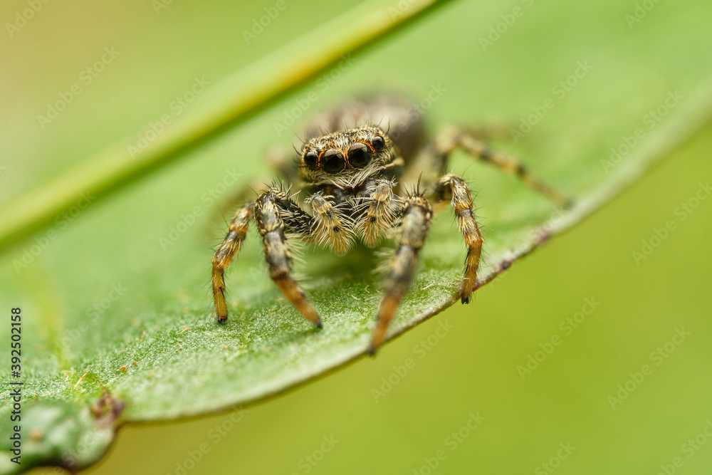 Beautiful jumping spider Marpissa muscosa on leaf. Czech Republic, Europe Beautiful jumping spider Marpissa muscosa on leaf. Czech Republic, Europe