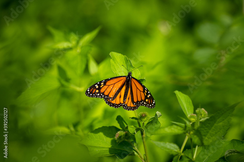 monarch butterfly framed on vibrant green plants © Justin Mueller