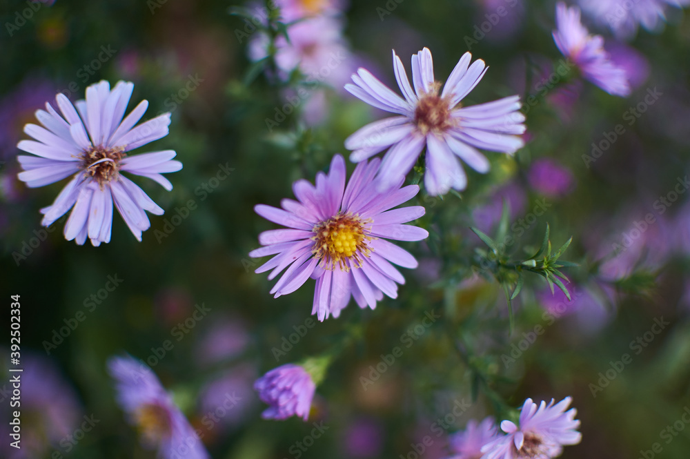 Obraz premium Michaelmas daisy