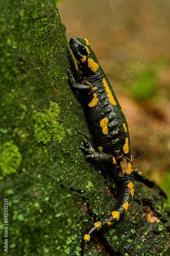 The fire salamander (Salamandra salamandra) on a tree, Czech Republic