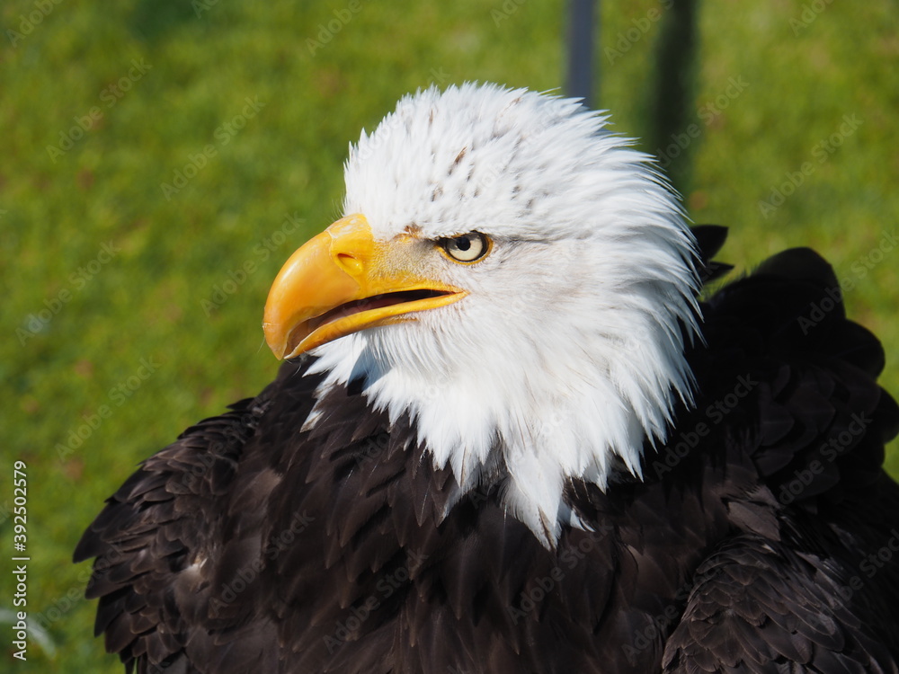 Obraz premium Weißkopfseeadler
