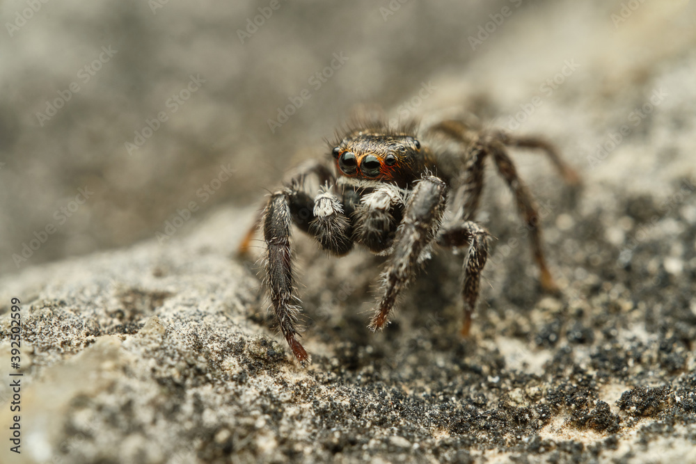 Jumping spider Pellenes tripunctatus on stone, Czech Republic Jumping spider Pellenes tripunctatus on stone, Czech Republic