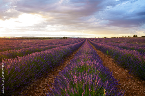 Lavender Field © RgPicStock