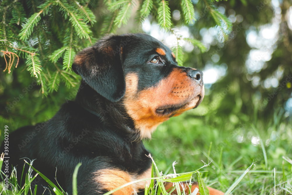 Rottweiler puppy in the grass Rottweiler puppy in the grass