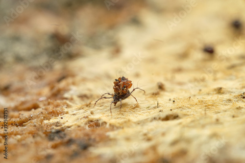 Tiny soil arachnid Damaeus onustus on wood, Czech Republic, Europe