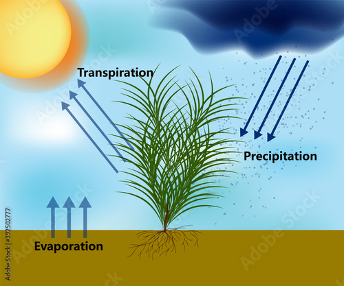 Water cycle of the Earth s surface, showing the individual components of transpiration and evaporation that make up evapotranspiration.