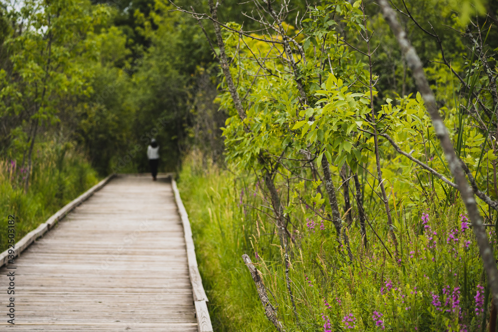 Obraz premium boardwalk through a wetland with a woman in the distance