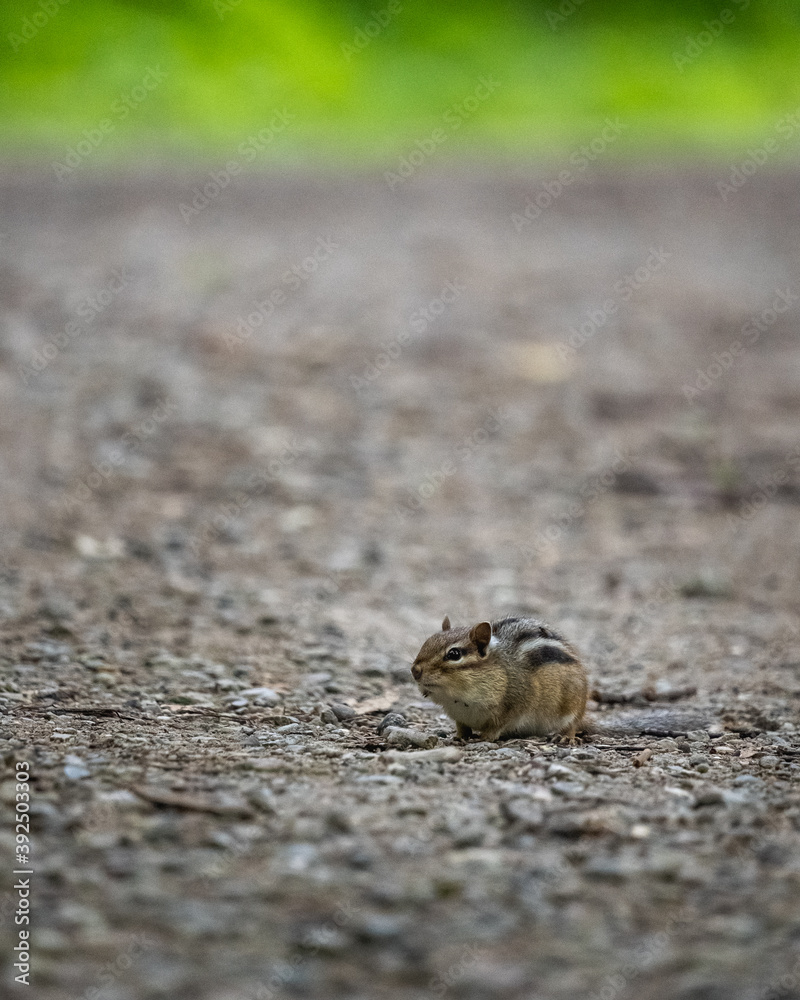 chipmunk exploring a park trail cautiously
