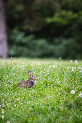 baby rabbit sitting in clover and dandelions in a minnesota park © Justin Mueller