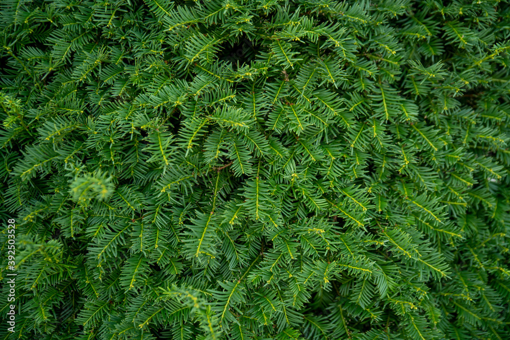 dense green coniferous wall, background image dense green coniferous wall, background image