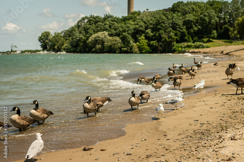View of seagulls and geese to be on coast of Ontario lake in Pennsylvania
