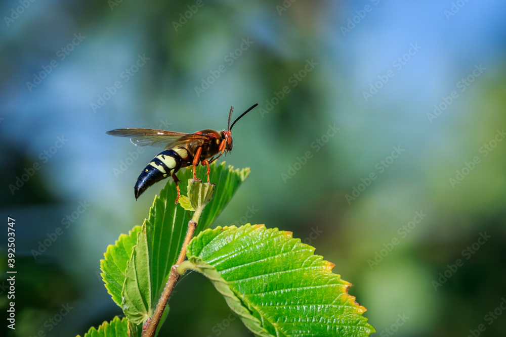 Cicada Killer (Sphecius speciosus) wasp Cicada Killer (Sphecius speciosus) wasp