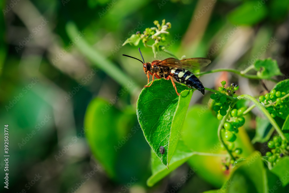 Cicada Killer (Sphecius speciosus) wasp