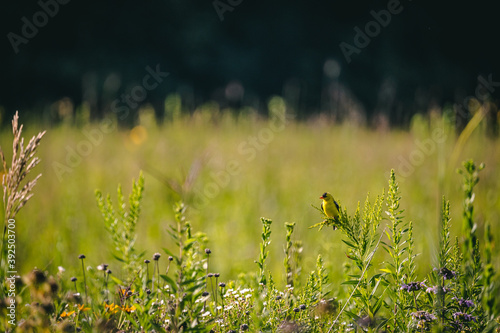 Fototapeta Naklejka Na Ścianę i Meble -  goldfinch on grass in an open prairie