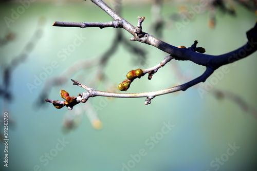 Twig with buds, between light and shadow, and blurred background