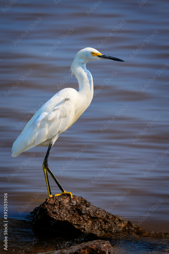 Snowy egret (Egretta thula) on a lake shore Snowy egret (Egretta thula) on a lake shore