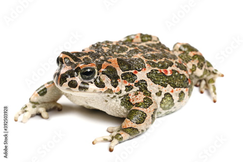 European green toad, Bufo viridis isolated on white background