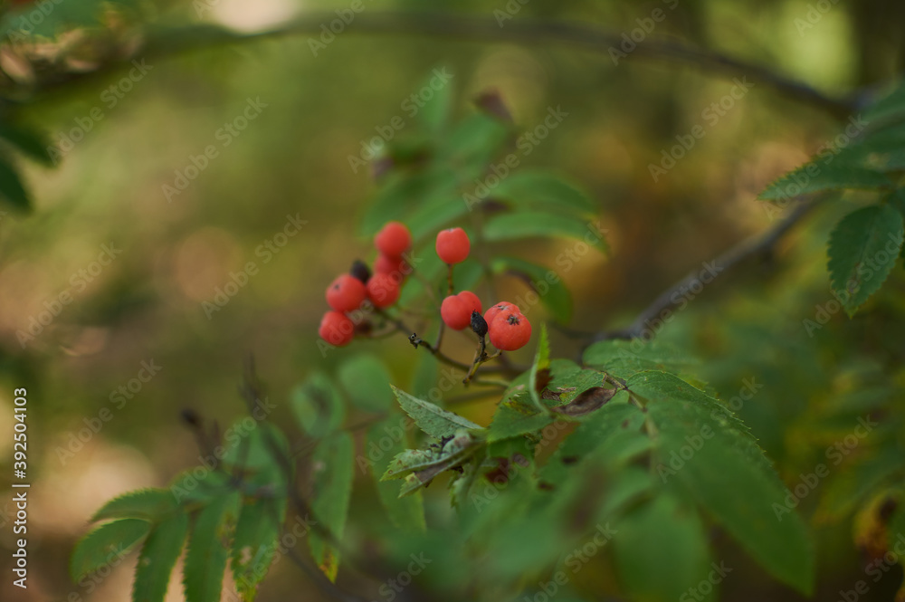 wild berries