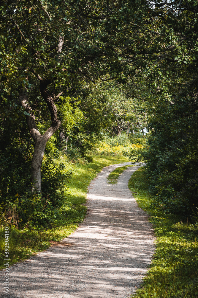 gravel path winding through the forest