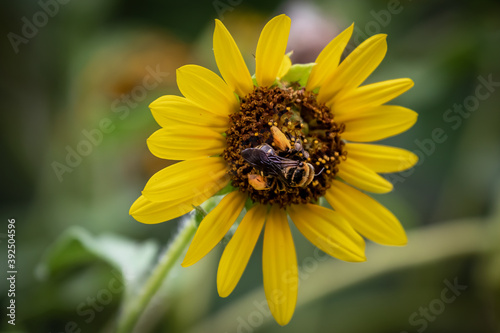 Bumble bee on a sunflower