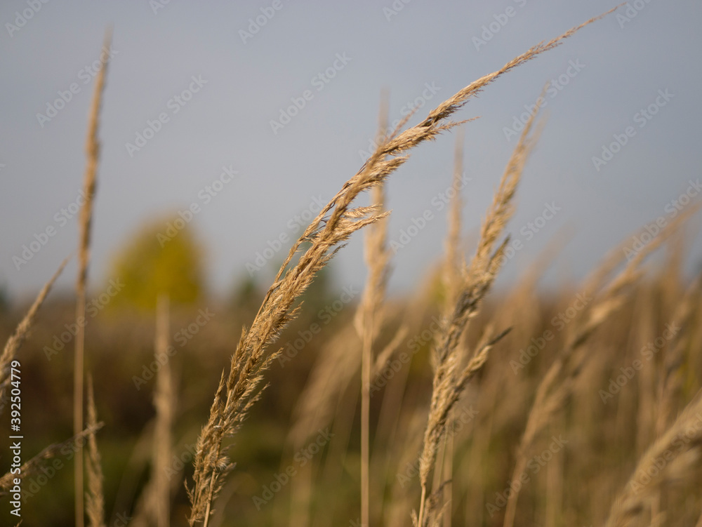Fototapeta premium golden wheat field