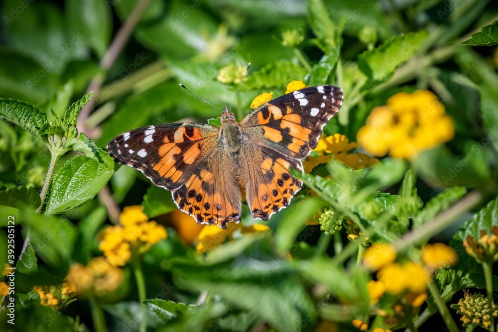 Painted lady butterfly (Vanessa cardui) in garden greenery Painted lady butterfly (Vanessa cardui) in garden greenery