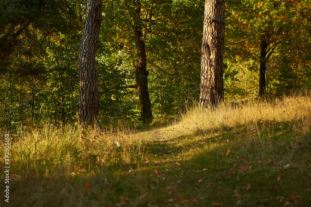 Obraz premium forest autumn landscape