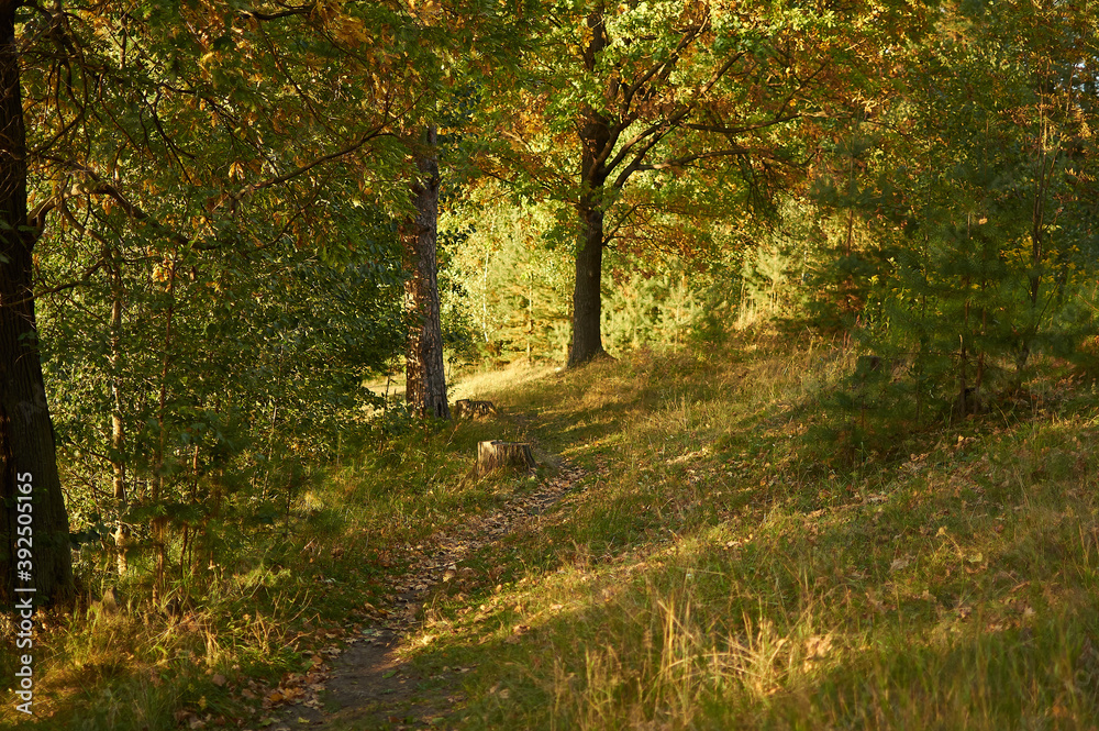 forest autumn landscape