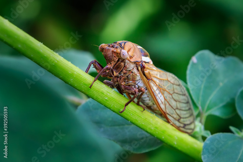 Western Bush Cicada (Megatibicen tremulus), also known as Cole's Bush Cicada