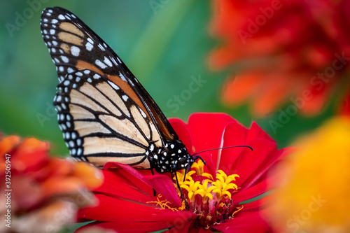 Monarch butterfly (Danaus plexippus) perched on a red flower photo