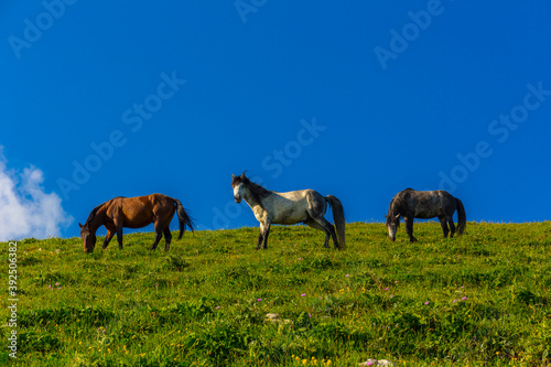 Scenery mountain landscape at Caucasus mountains with horses © idea_studio