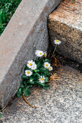 chamomile on the stairs