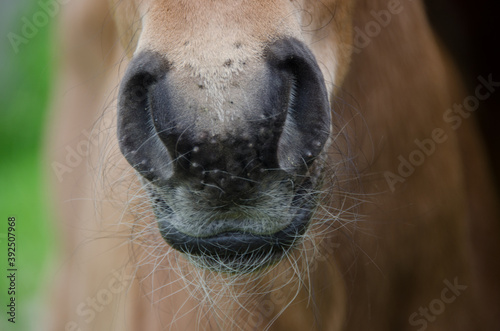 Tres Selle foal's nose © candia baxter